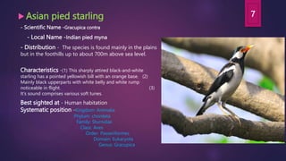  Asian pied starling
- Scientific Name -Gracupica contra
- Local Name -Indian pied myna
- Distribution - The species is found mainly in the plains
but in the foothills up to about 700m above sea level.
Characteristics -(1) This sharply attired black-and-white
starling has a pointed yellowish bill with an orange base. (2)
Mainly black upperparts with white belly and white rump
noticeable in flight. (3)
It's sound comprises various soft tunes.
Best sighted at - Human habitation
Systematic position -Kingdom: Animalia
Phylum: chordata
Family: Sturnidae
Class: Aves
Order: Passeriformes
Domain: Eukaryota
Genus: Gracupica
7
 