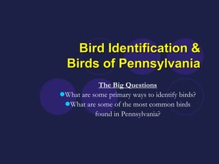Bird Identification &
  Birds of Pennsylvania
            The Big Questions
What are some primary ways to identify birds?
 What are some of the most common birds
           found in Pennsylvania?
 