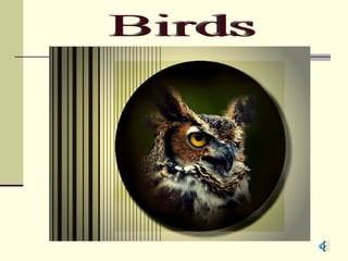 Birds 