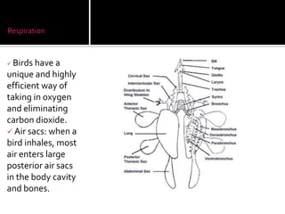 Birds | PPT | Free Download