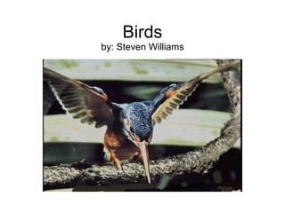 Birds by: Steven Williams 