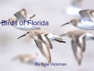 Birds   of Florida By Kyle Hickman 
