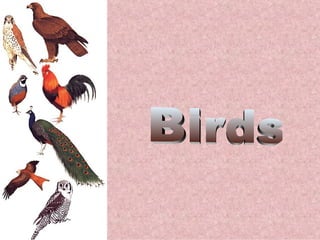 Common Birds of Prey of Alabama - Alabama Cooperative Extension System