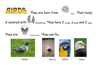They are born from (eggs). Their body
is covered with (feathers). They have 2 wings, a beak and 2 legs.
They are (vertebrate). They can fly.
PIGEON SEAFULL PARROT EAGLE
 