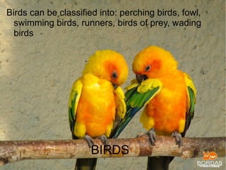 [object Object],BIRDS 