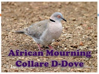African Mourning Collare D-Dove 