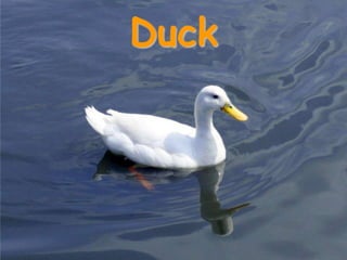 Duck
