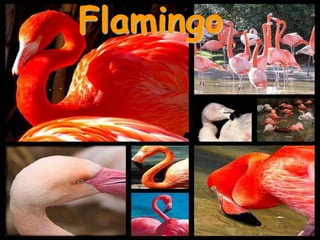Flamingo