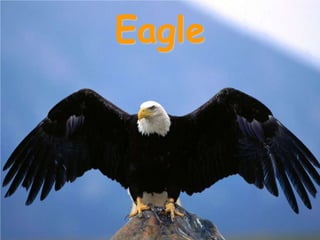 Eagle