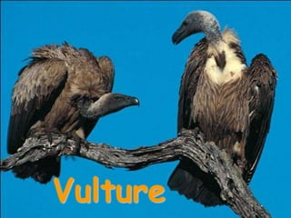 Vulture
