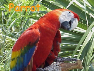 Parrot
