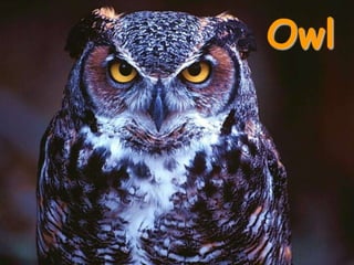 Owl