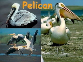 Pelican