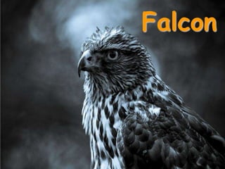 Falcon