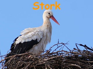 Stork