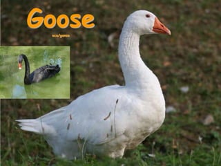 Goose oca/ganso