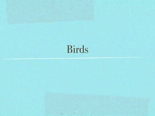 Birds
 