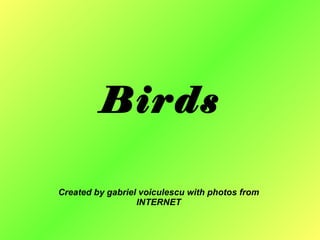Birds Created by gabriel voiculescu with photos from INTERNET 