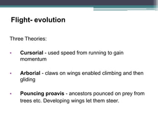 Birds | PPTX