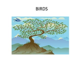 BIRDS
 