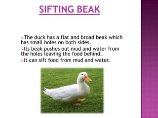 The  duck has a flat and broad beak which
has small holes on both sides.
Its beak pushes out mud and water from
the holes leaving the food behind.
It can sift food from mud and water.
 