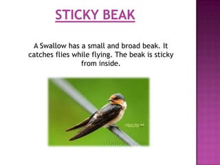 A Swallow has a small and broad beak. It
catches flies while flying. The beak is sticky
                from inside.
 