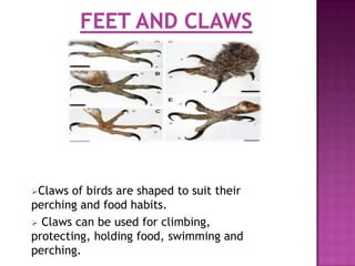 Claws of birds are shaped to suit their
perching and food habits.
 Claws can be used for climbing,
protecting, holding food, swimming and
perching.
 