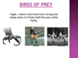 Eagle, vulture and hawk have strong and
sharp claws to firmly hold the prey while
                  flying.




   Eagle           Hawk                 Vulture
 