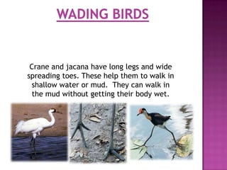 Crane and jacana have long legs and wide
spreading toes. These help them to walk in
  shallow water or mud. They can walk in
  the mud without getting their body wet.
 