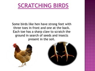Some birds like hen have strong feet with
 three toes in front and one at the back.
 Each toe has a sharp claw to scratch the
  ground in search of seeds and insects
           present in the soil.
 