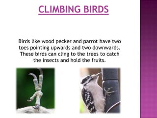 Birds like wood pecker and parrot have two
toes pointing upwards and two downwards.
 These birds can cling to the trees to catch
       the insects and hold the fruits.
 