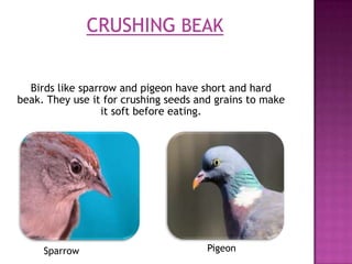 Birds like sparrow and pigeon have short and hard
beak. They use it for crushing seeds and grains to make
                 it soft before eating.




     Sparrow                           Pigeon
 