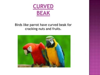Birds like parrot have curved beak for
        cracking nuts and fruits.
 