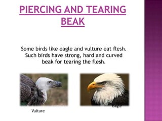 Some birds like eagle and vulture eat flesh.
  Such birds have strong, hard and curved
         beak for tearing the flesh.




                                     Eagle
    Vulture
 