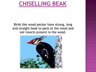 Birds like wood pecker have strong, long
and straight beak to peck at the wood and
     eat insects present in the wood.
 