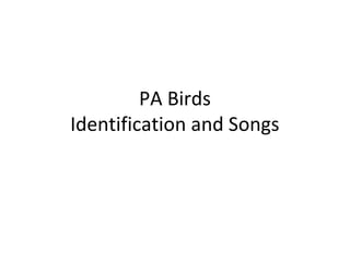 PA Birds
Identification and Songs
 