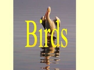 Birds 
