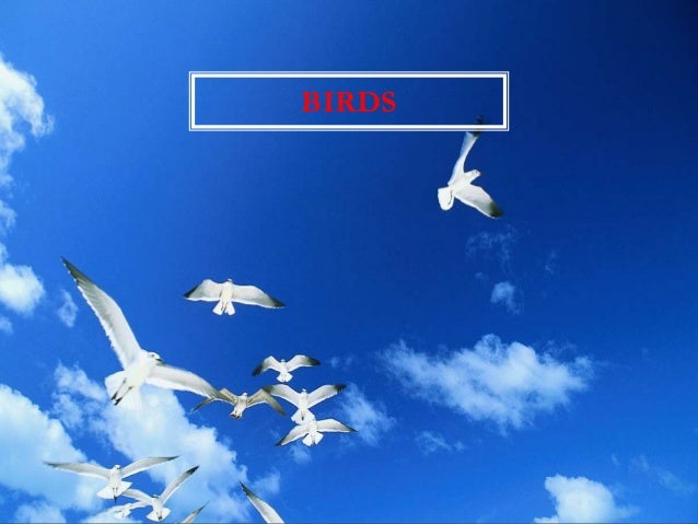 BIRDS 