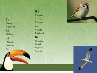 Մմ
           Մոշահավ
Հհ         Միրհավ
           Մորեհավ
Հոպոպ
Հնդկահավ   Շշ
Ձձ         Շահրիկ
           Շամփրուկ
Ձկնկուլ
Ճճ         Սս
           Սիրամարգ
Ճնճղուկ
           Սոխակ
Ճոճահավ
           Սերինոս
Ճայ
           Սարյակ
 