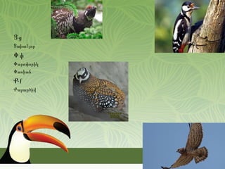 Ցց
Ցախաքլոր
Փփ
Փայտփորիկ
Փասիան
Քք
Քարարծիվ
 