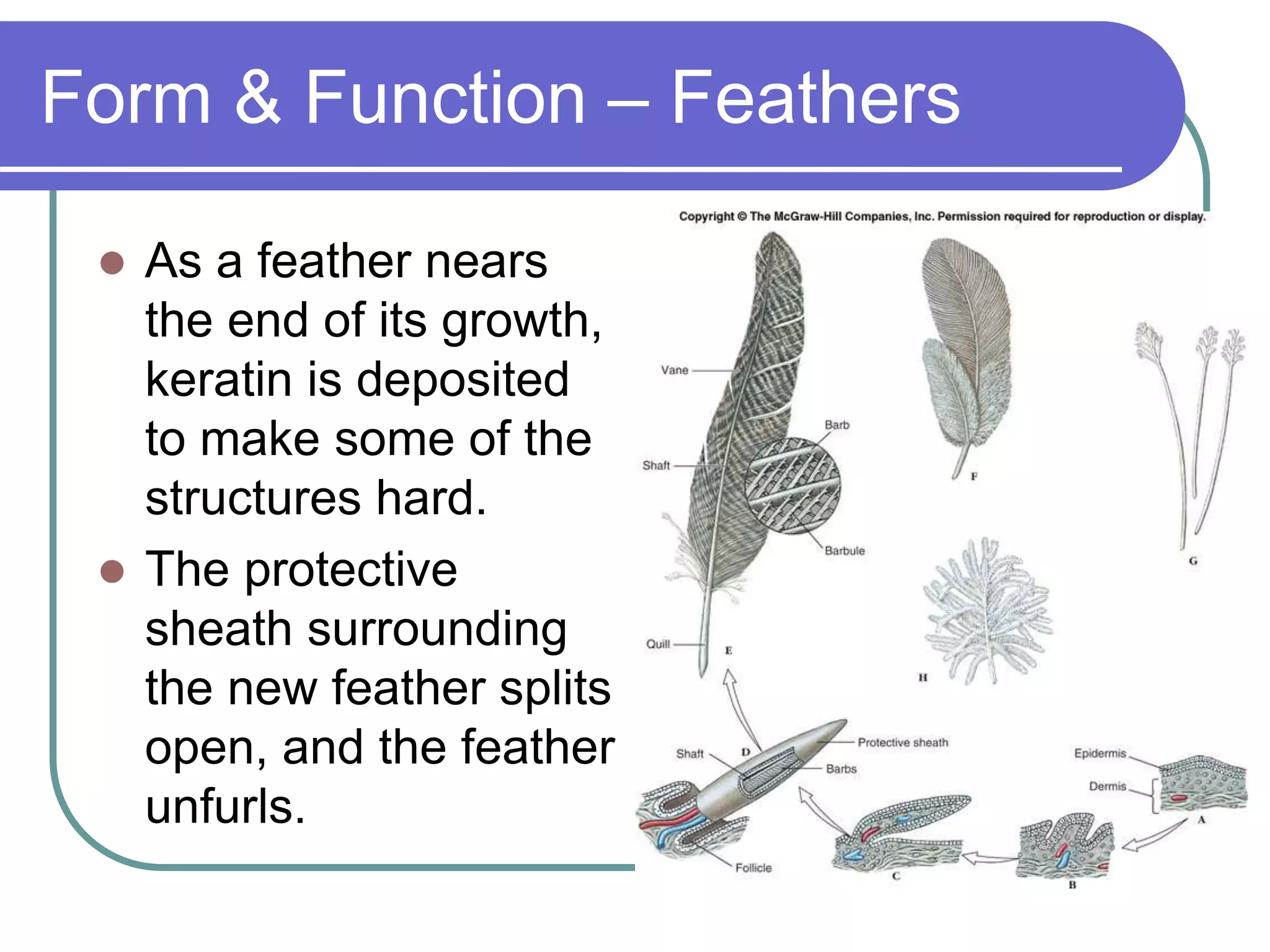 Form & Function – Feathers
 As a feather nears
the end of its growth,
keratin is deposited
to make some of the
structures hard.
 The protective
sheath surrounding
the new feather splits
open, and the feather
unfurls.
 