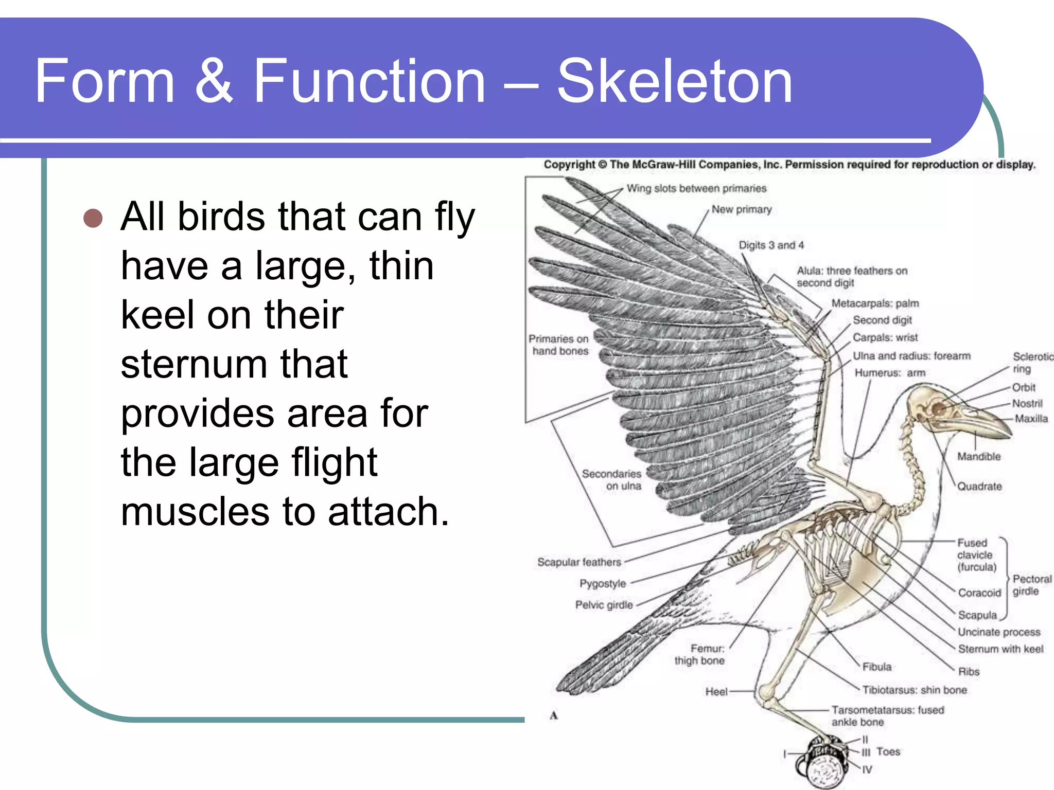 Form & Function – Skeleton
 All birds that can fly
have a large, thin
keel on their
sternum that
provides area for
the large flight
muscles to attach.
 