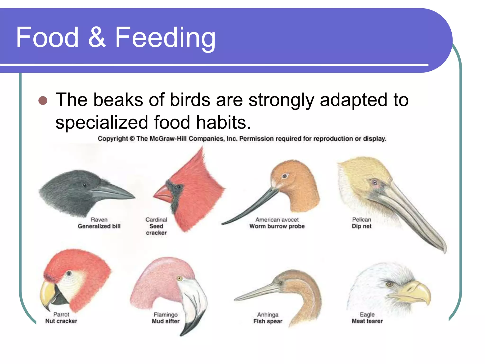 Food & Feeding
 The beaks of birds are strongly adapted to
specialized food habits.
 