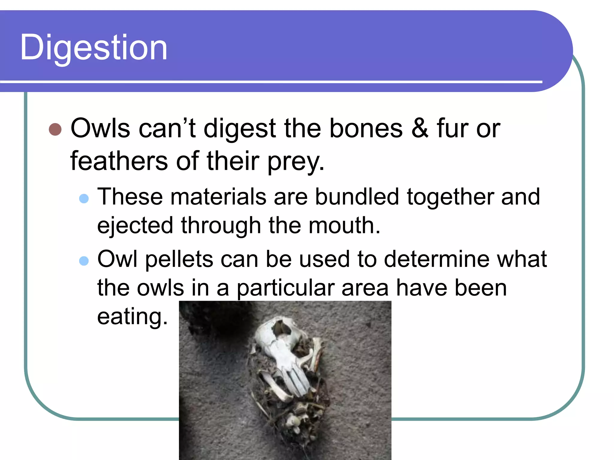 Digestion
 Owls can’t digest the bones & fur or
feathers of their prey.
 These materials are bundled together and
ejected through the mouth.
 Owl pellets can be used to determine what
the owls in a particular area have been
eating.
 