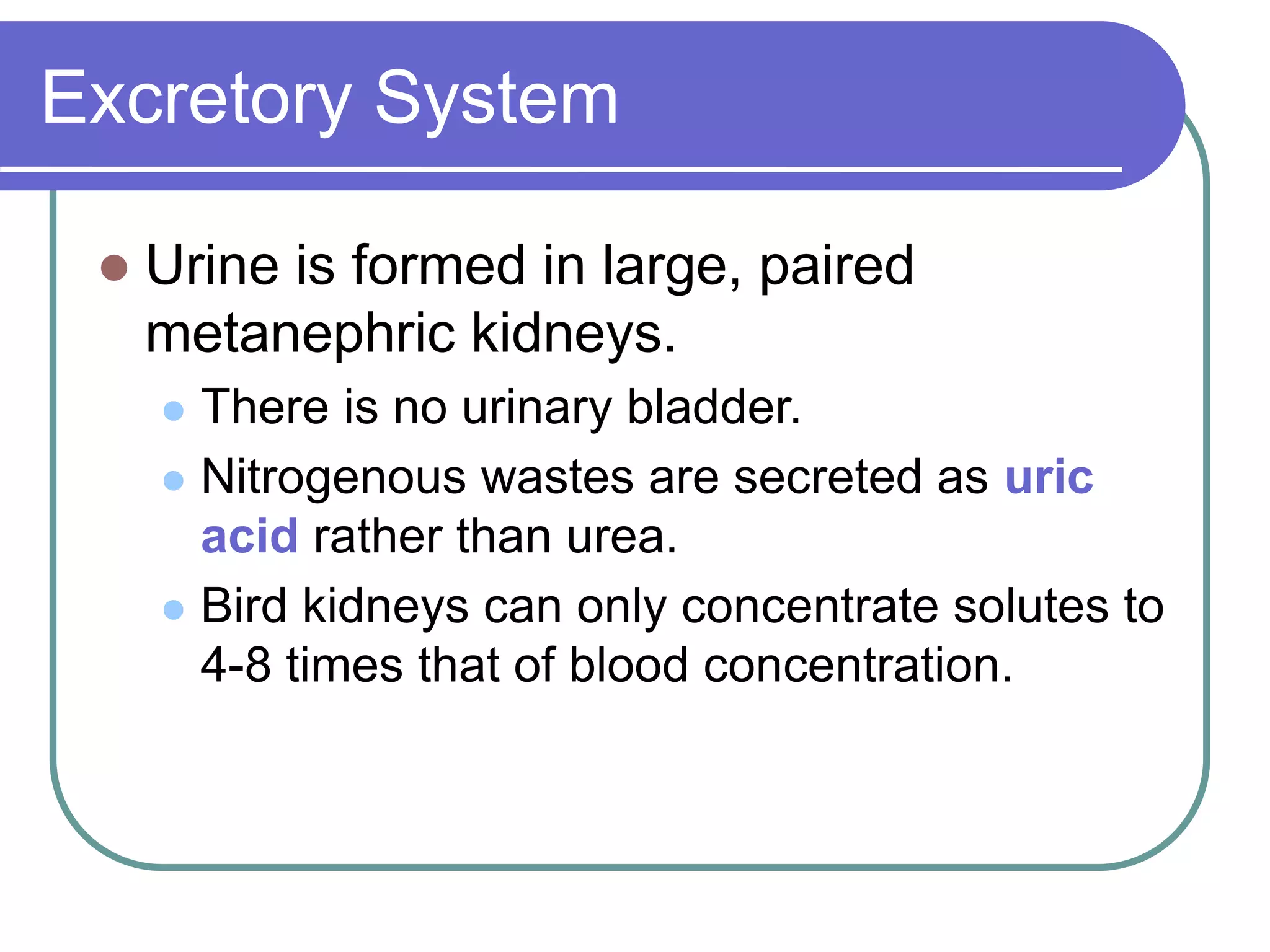 Excretory System
 Urine is formed in large, paired
metanephric kidneys.
 There is no urinary bladder.
 Nitrogenous wastes are secreted as uric
acid rather than urea.
 Bird kidneys can only concentrate solutes to
4-8 times that of blood concentration.
 
