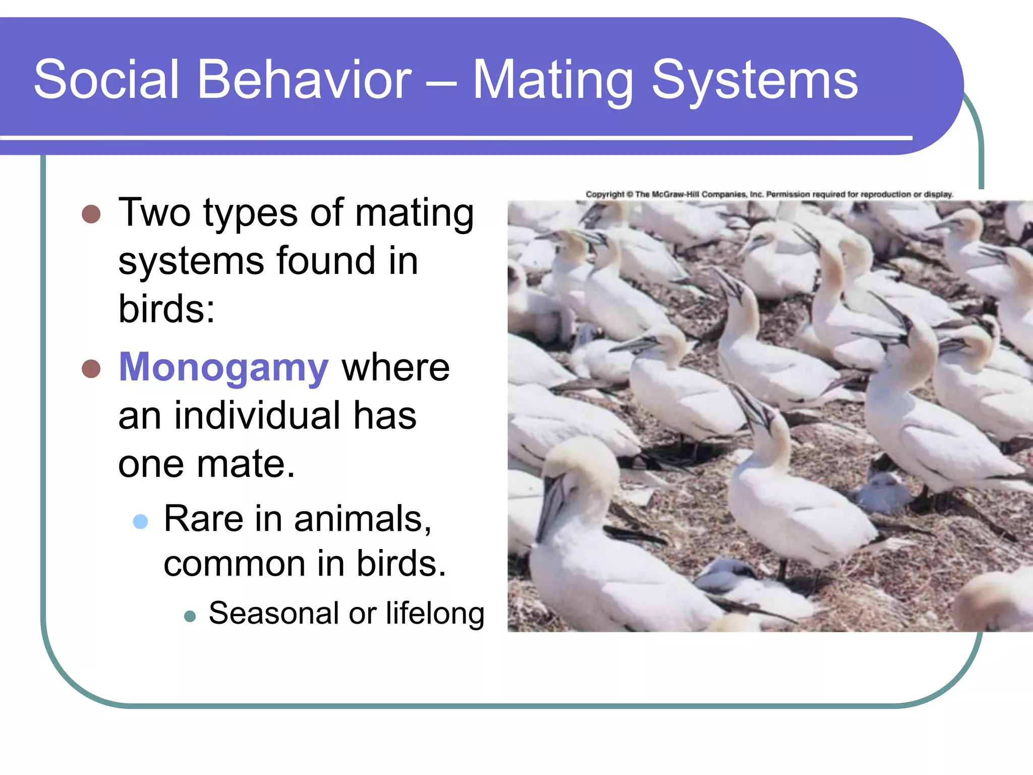 Social Behavior – Mating Systems
 Two types of mating
systems found in
birds:
 Monogamy where
an individual has
one mate.
 Rare in animals,
common in birds.
 Seasonal or lifelong
 