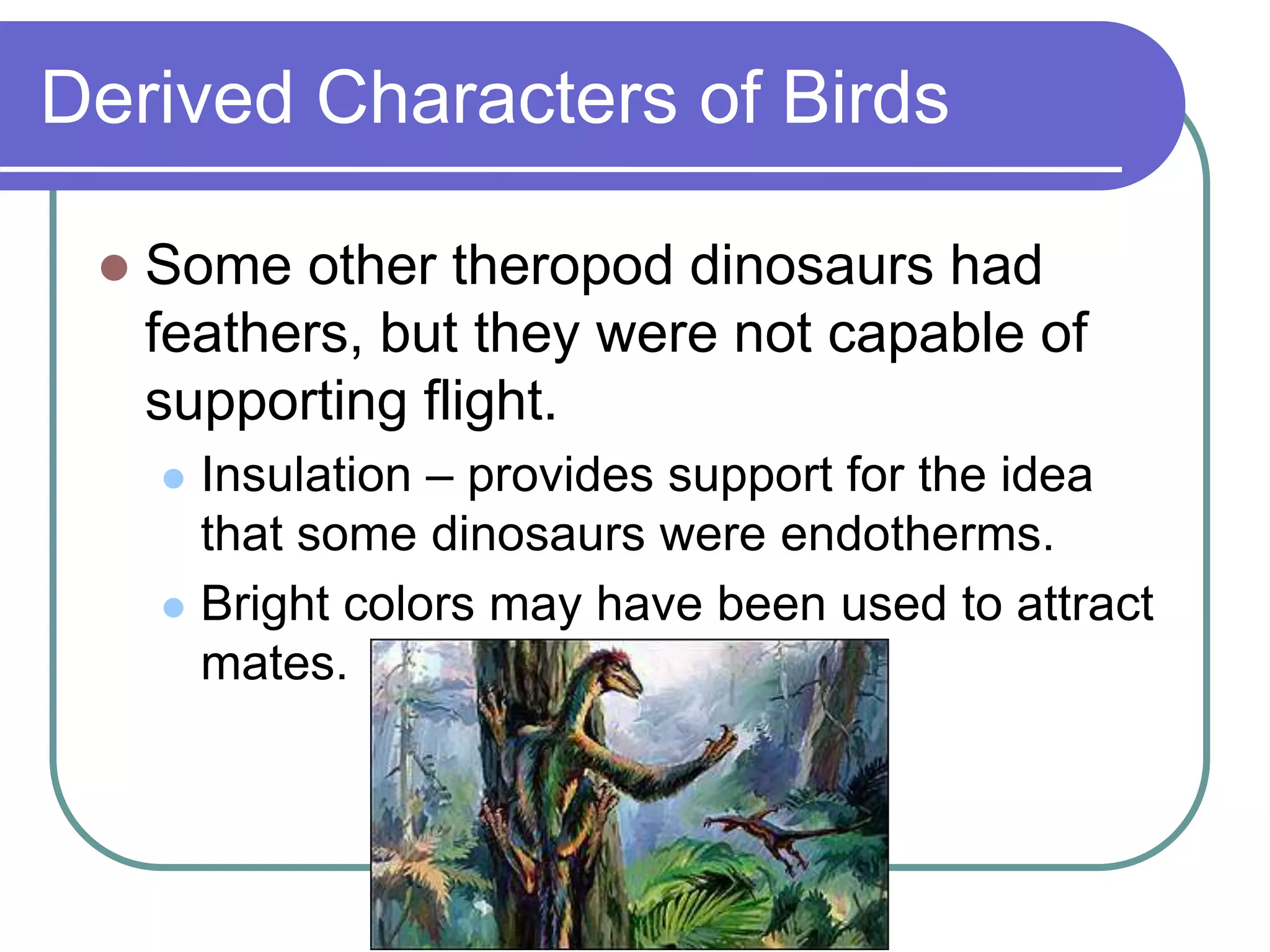 Derived Characters of Birds
 Some other theropod dinosaurs had
feathers, but they were not capable of
supporting flight.
 Insulation – provides support for the idea
that some dinosaurs were endotherms.
 Bright colors may have been used to attract
mates.
 