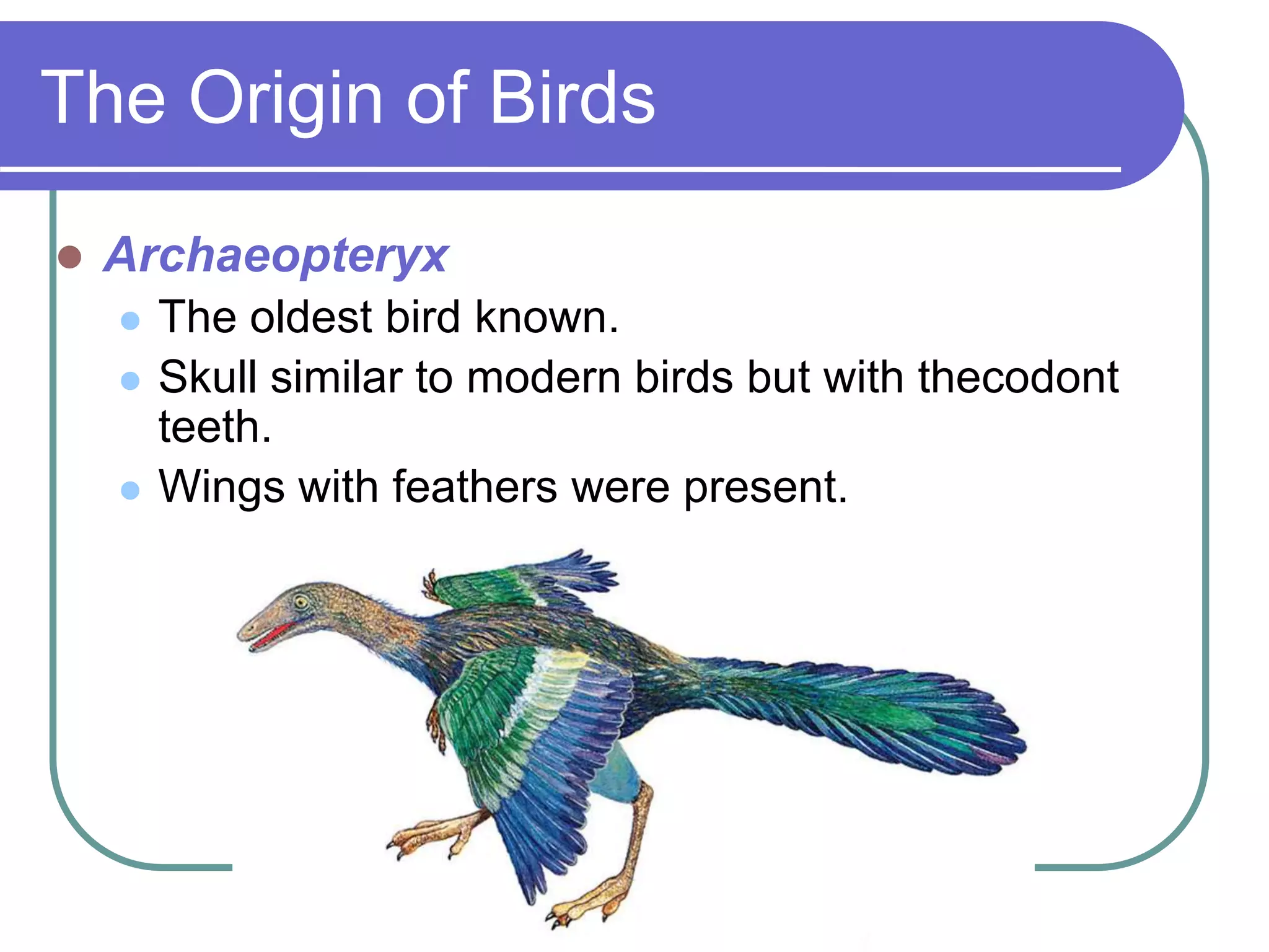 The Origin of Birds
 Archaeopteryx
 The oldest bird known.
 Skull similar to modern birds but with thecodont
teeth.
 Wings with feathers were present.
 