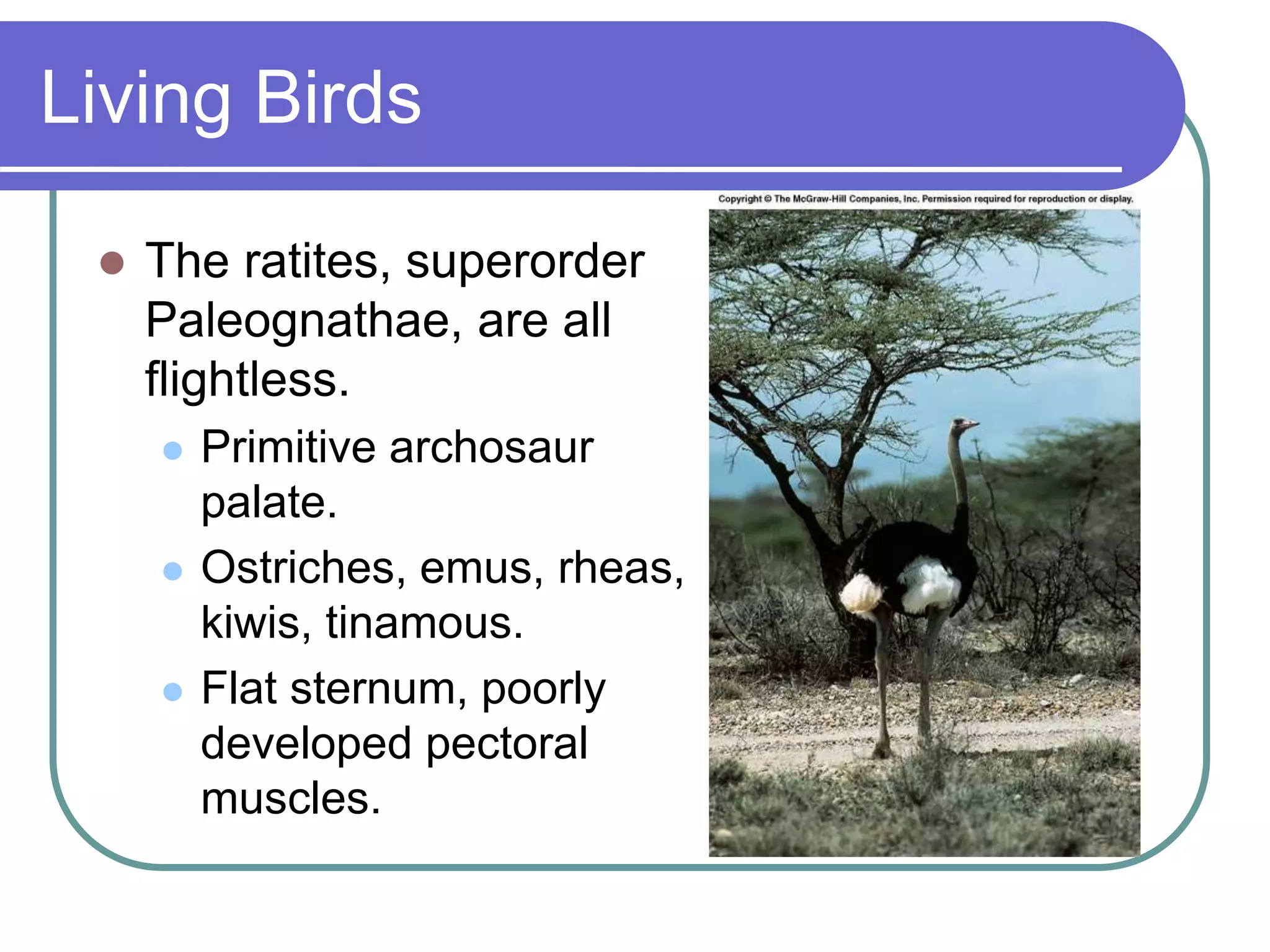 Living Birds
 The ratites, superorder
Paleognathae, are all
flightless.
 Primitive archosaur
palate.
 Ostriches, emus, rheas,
kiwis, tinamous.
 Flat sternum, poorly
developed pectoral
muscles.
 