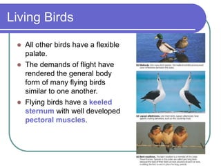 Living Birds
 All other birds have a flexible
palate.
 The demands of flight have
rendered the general body
form of many flying birds
similar to one another.
 Flying birds have a keeled
sternum with well developed
pectoral muscles.
 